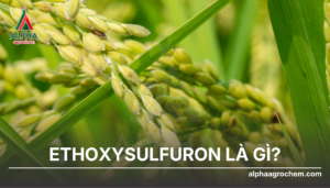 Ethoxysulfuron