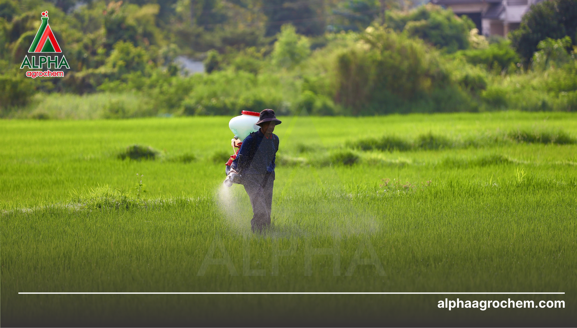 Lưu ý sử dụng Bifenthrin
