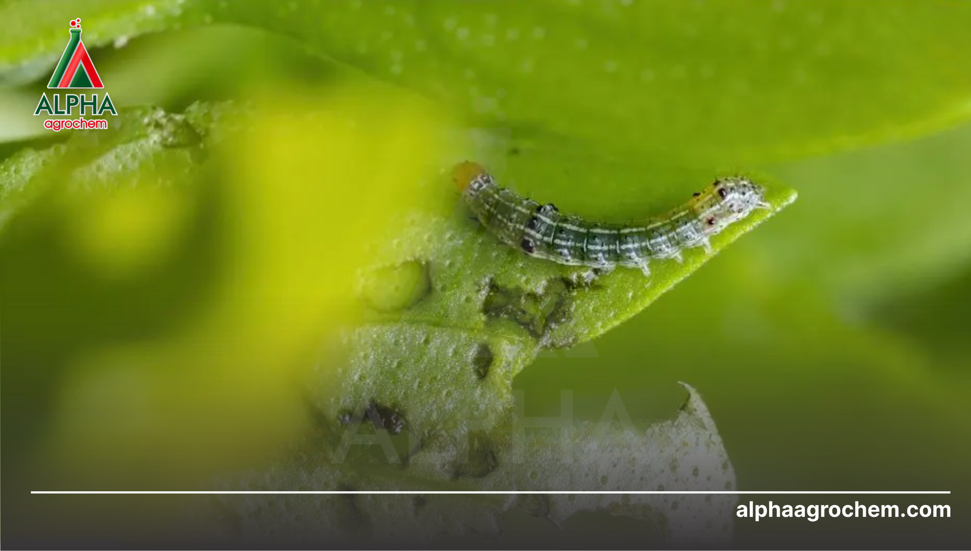 Lưu ý khi sử dụng CHLORFLUAZURON