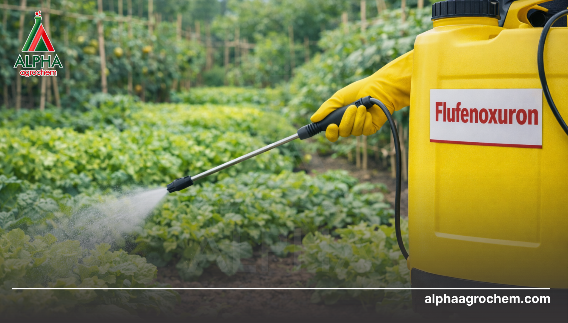 Lưu ý khi sử dụng