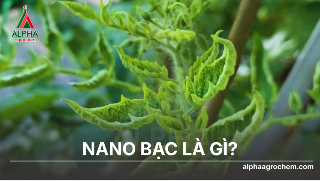 Nano bạc