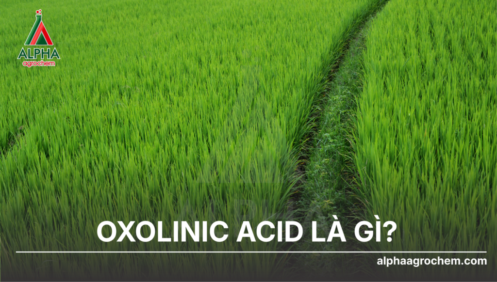 Oxolinic acid