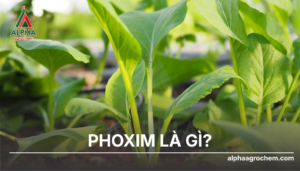 Phoxim