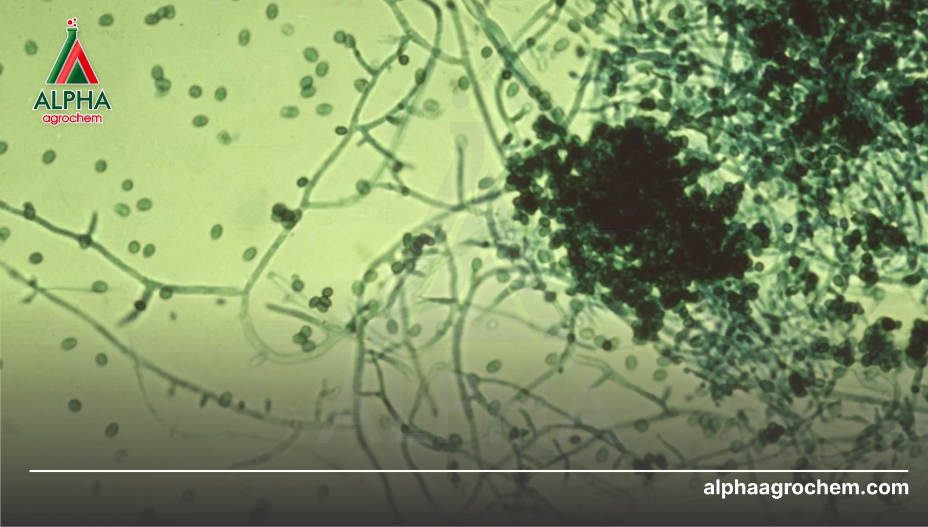 Trichoderma là gì?