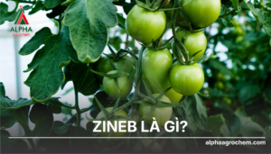 Zineb
