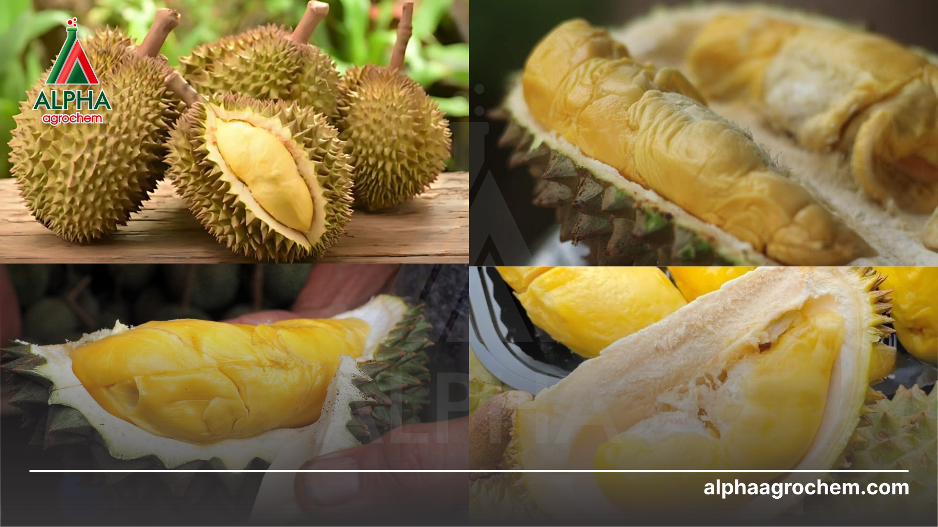 Các loại sầu riêng Thái Lan phổ biến