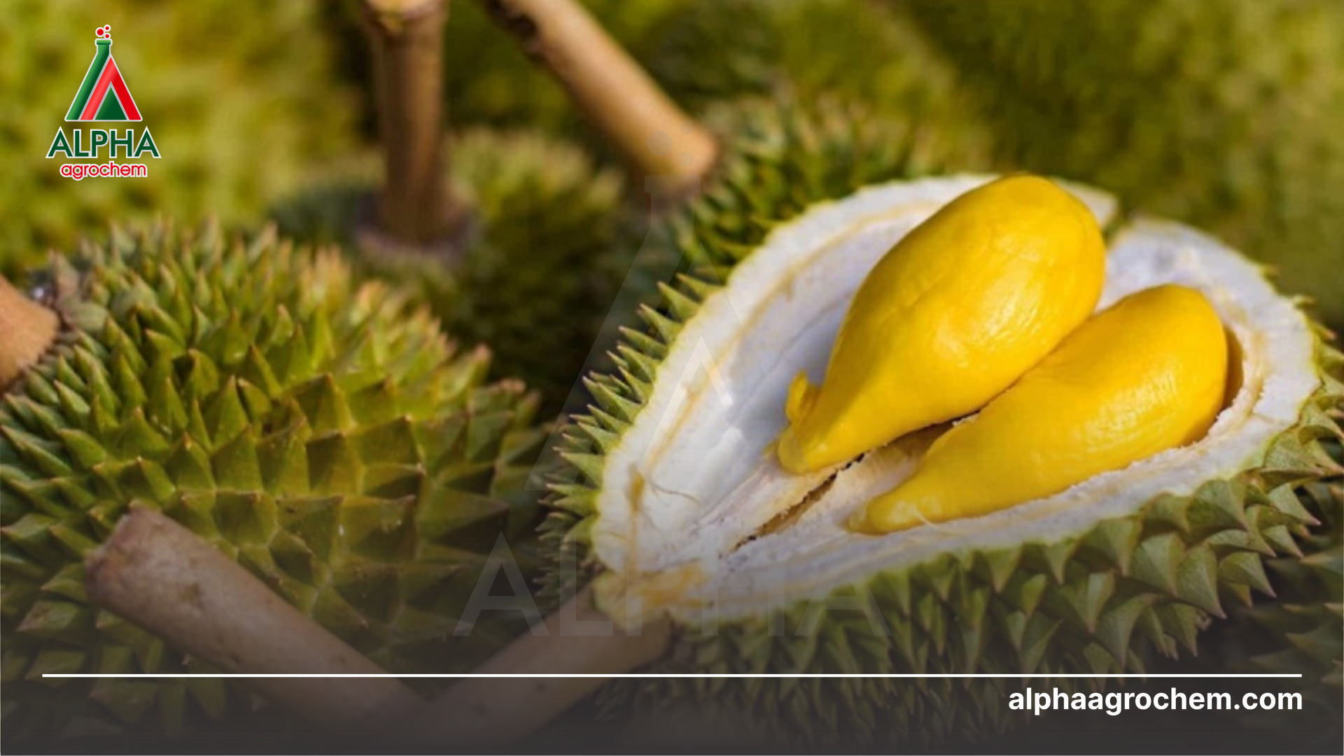 Cách bảo quản sầu riêng Thái Lan đúng cách