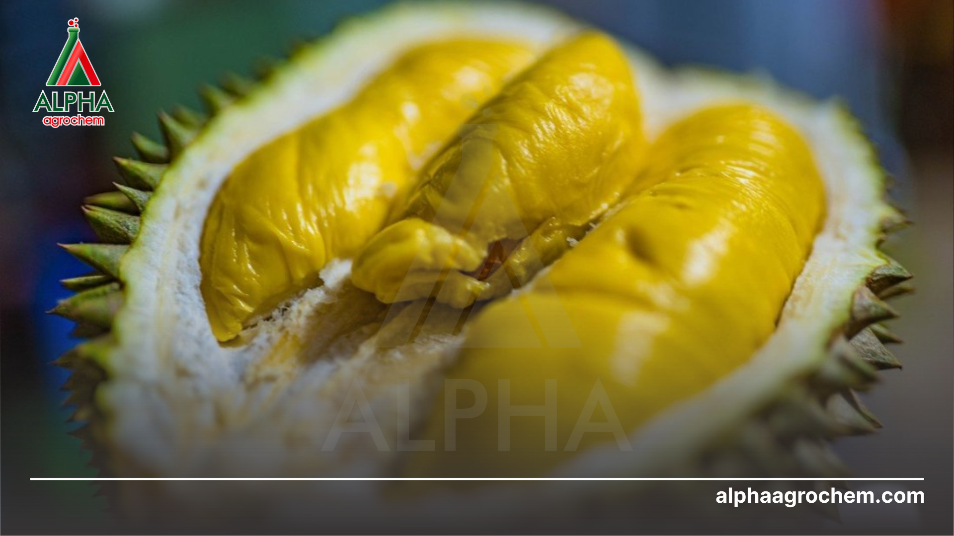 Mẹo chọn mua sầu riêng Thái Lan ngon