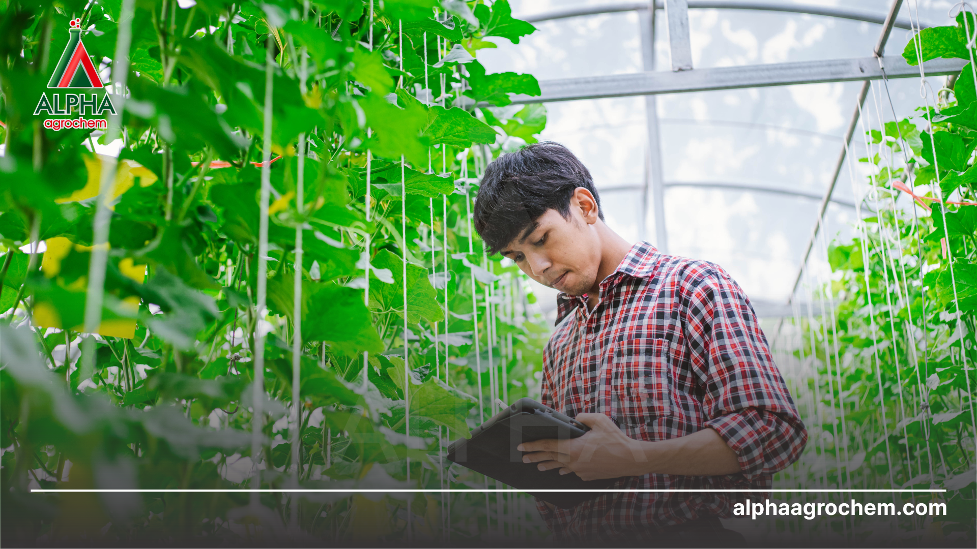 Góc nhìn từ Alpha