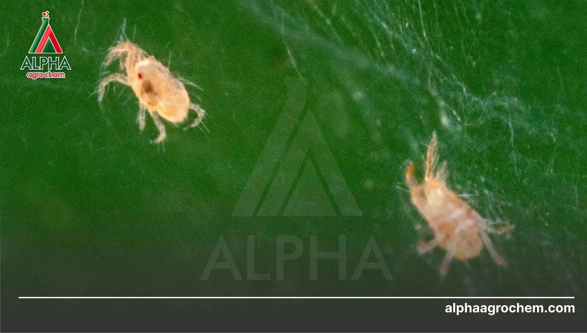 Các giải pháp phụ gia tiêu biểu tại Alpha Agrochem