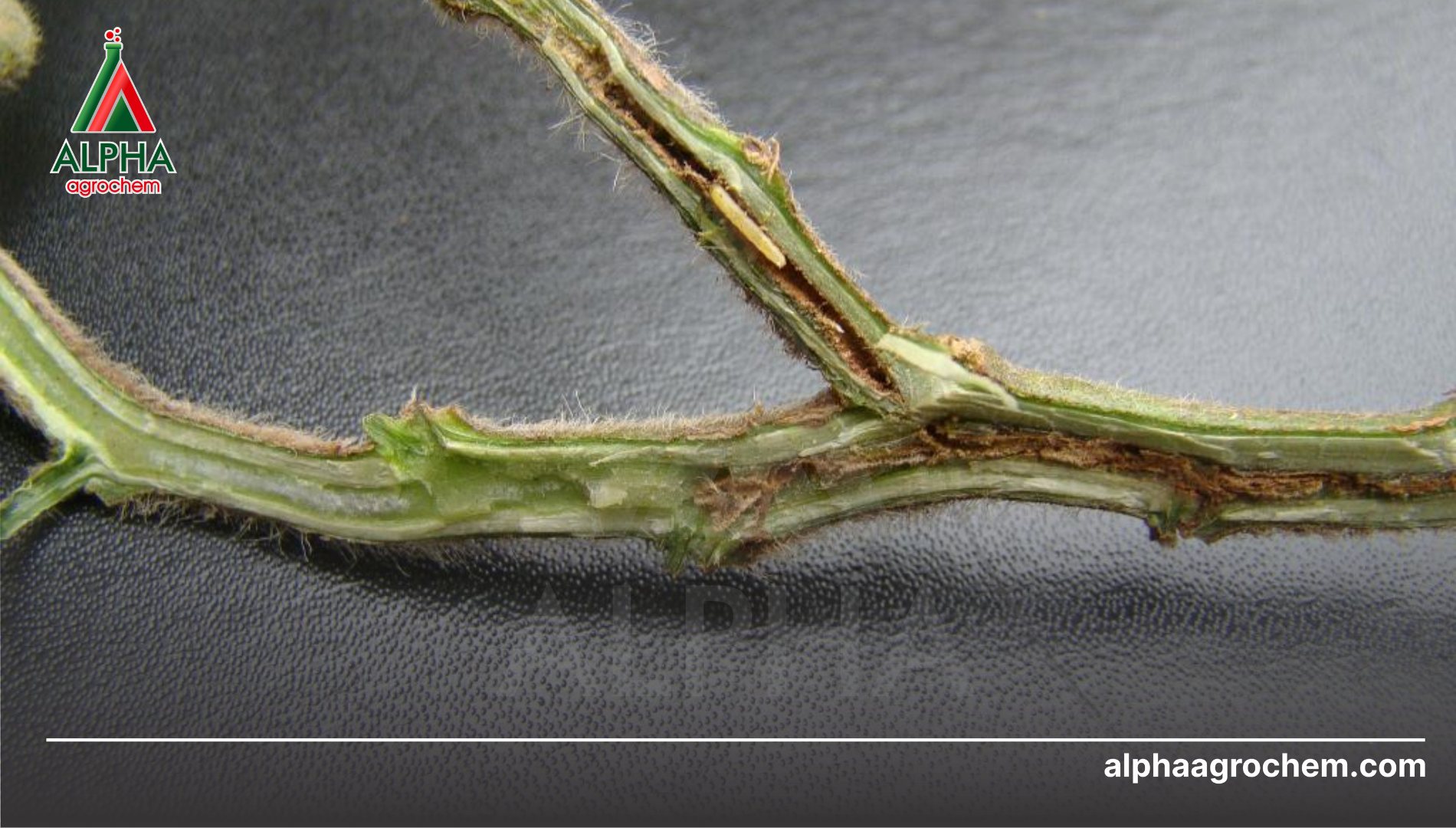 Câu hỏi thường gặp 