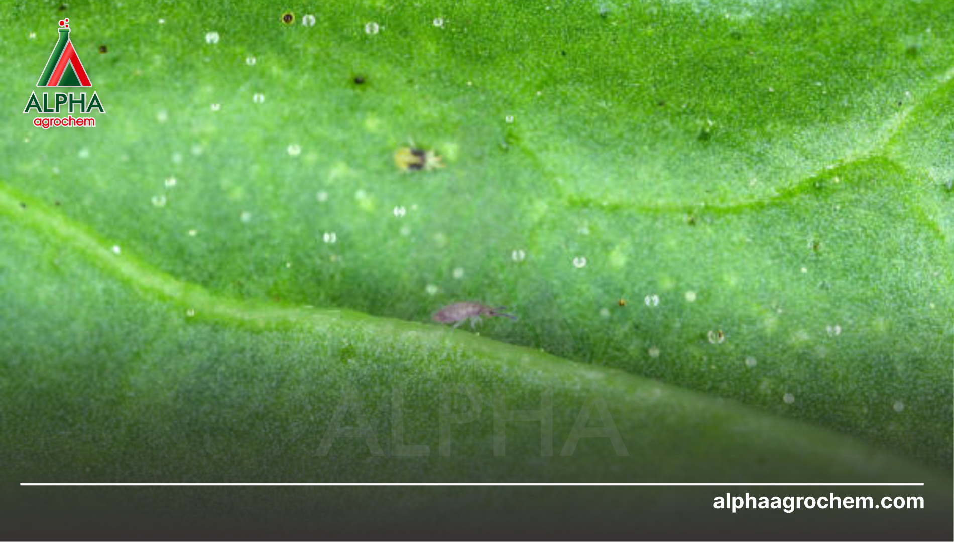 Câu hỏi thường gặp