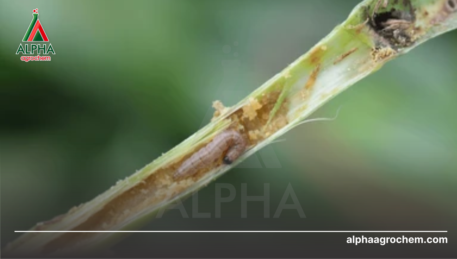 Tại sao SC "Mát cây" là chìa khóa thành công năm 2026?