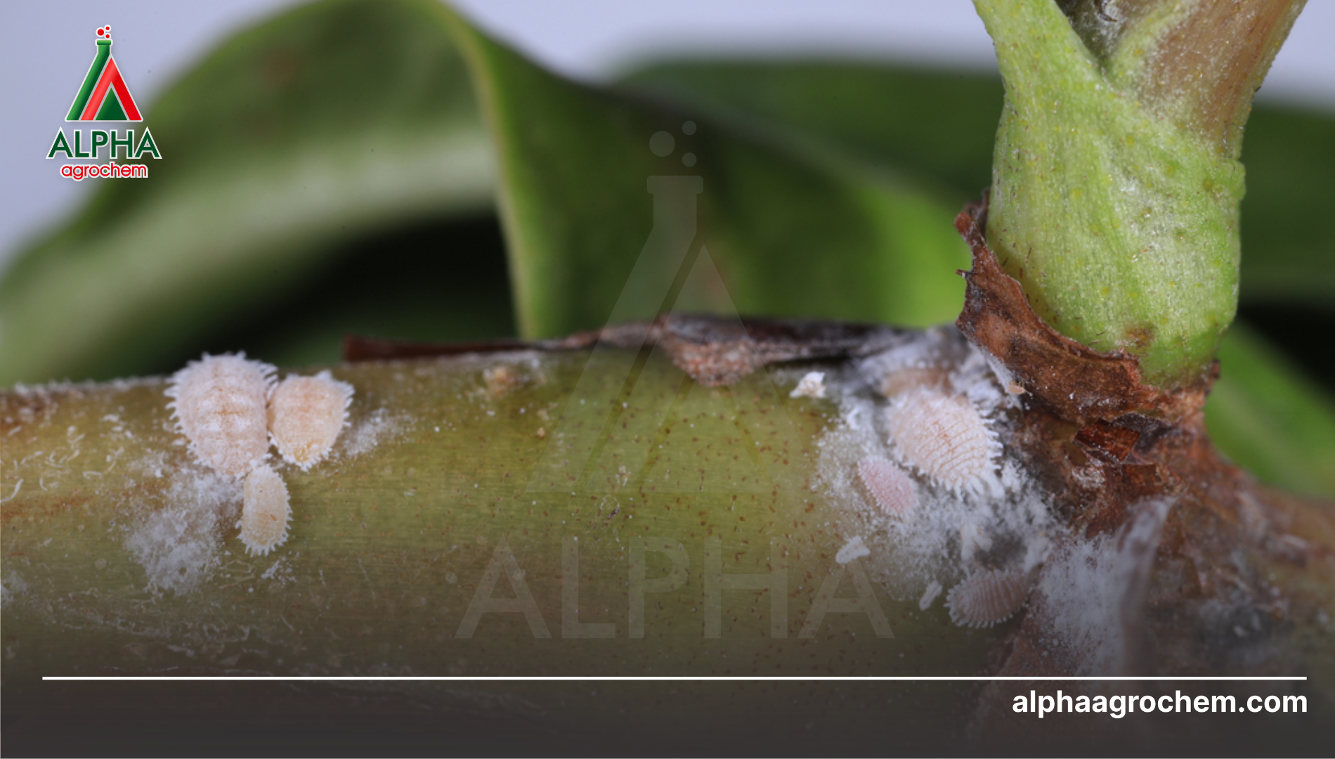 Bản chất "giáp sáp" và thách thức đối với thuốc bảo vệ thực vật