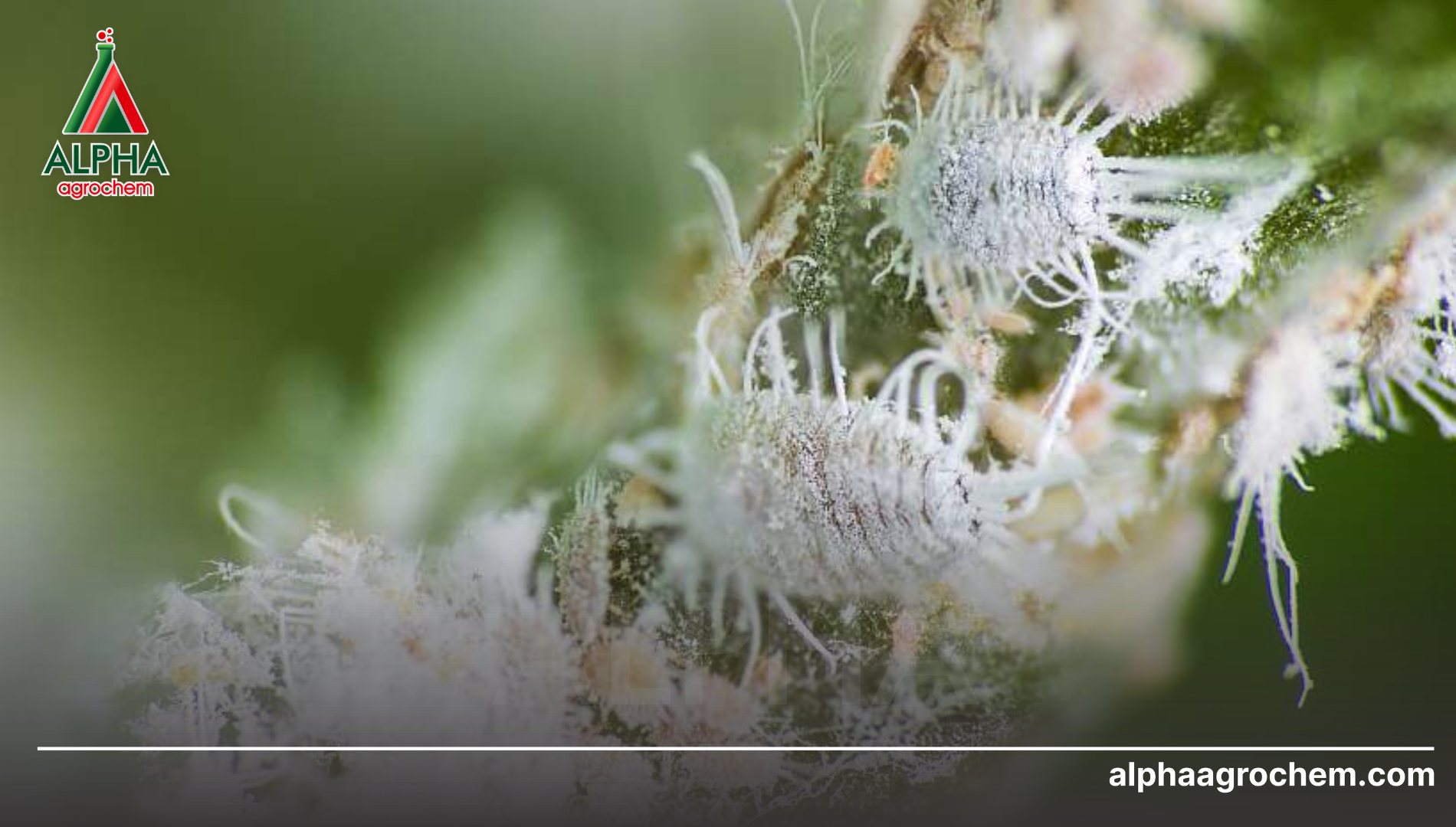 Bí quyết diệt kiến để trị rệp: Chiến lược "Phá vỡ cộng sinh"