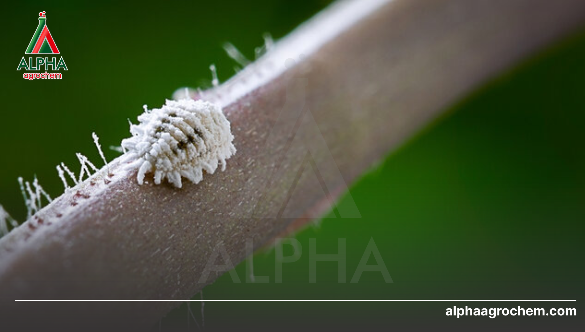 Biện pháp phòng trừ rệp sáp hại cam hiệu quả