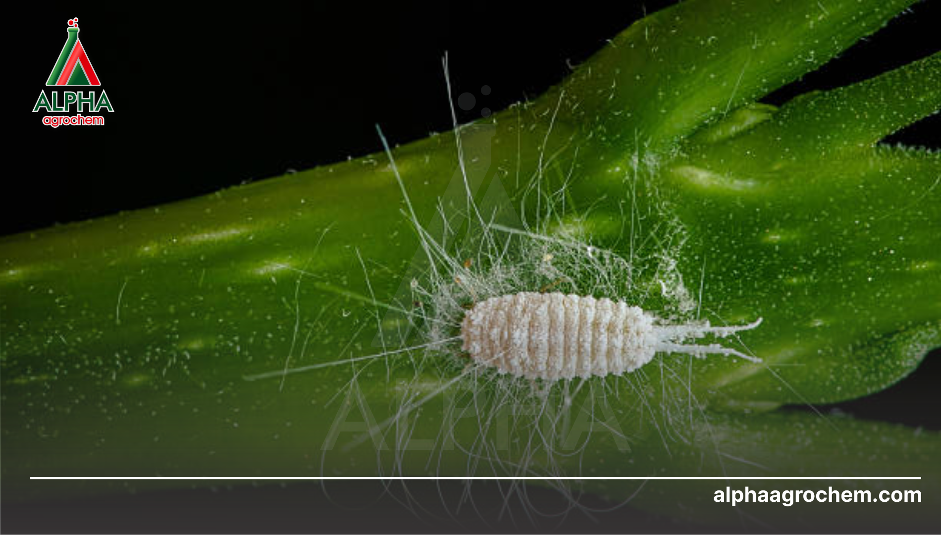 Hoạt chất hỗ trợ phòng trừ chuyên biệt