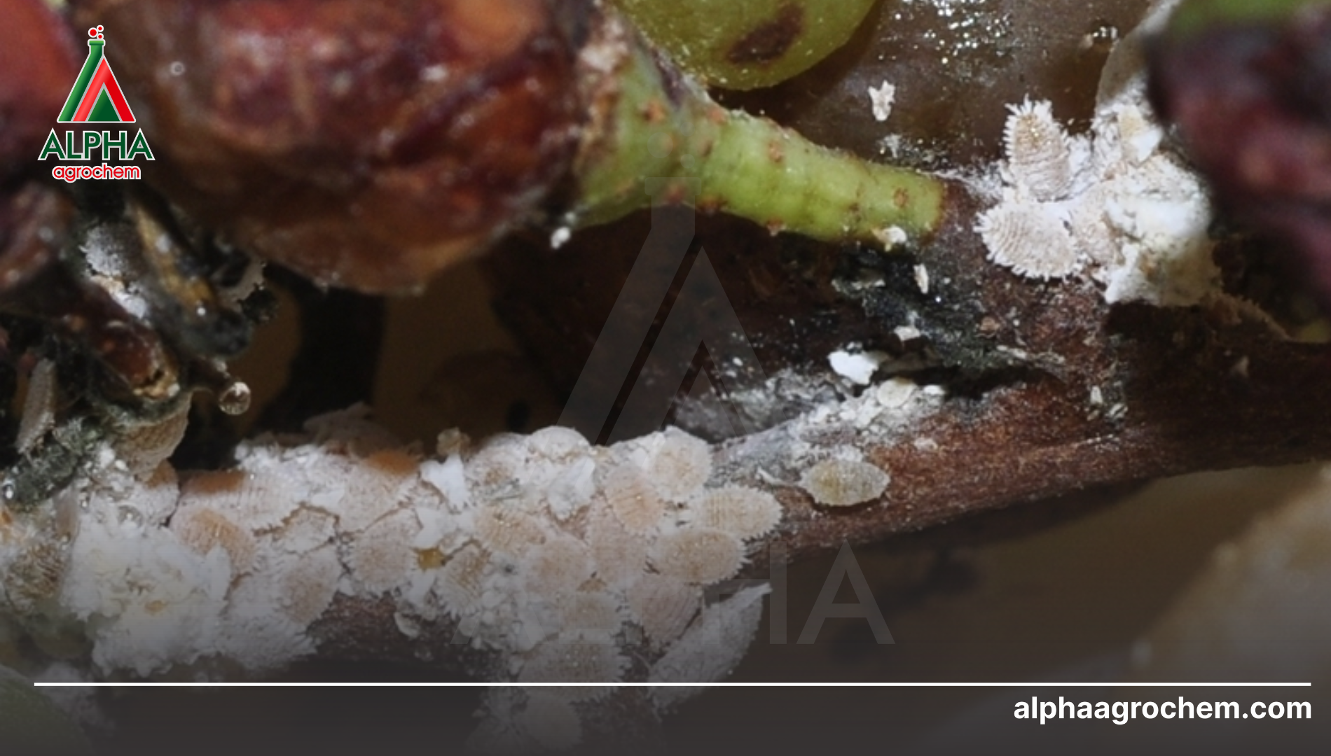 Các hoạt chất phòng trừ rệp sáp hiệu quả trong mùa khô