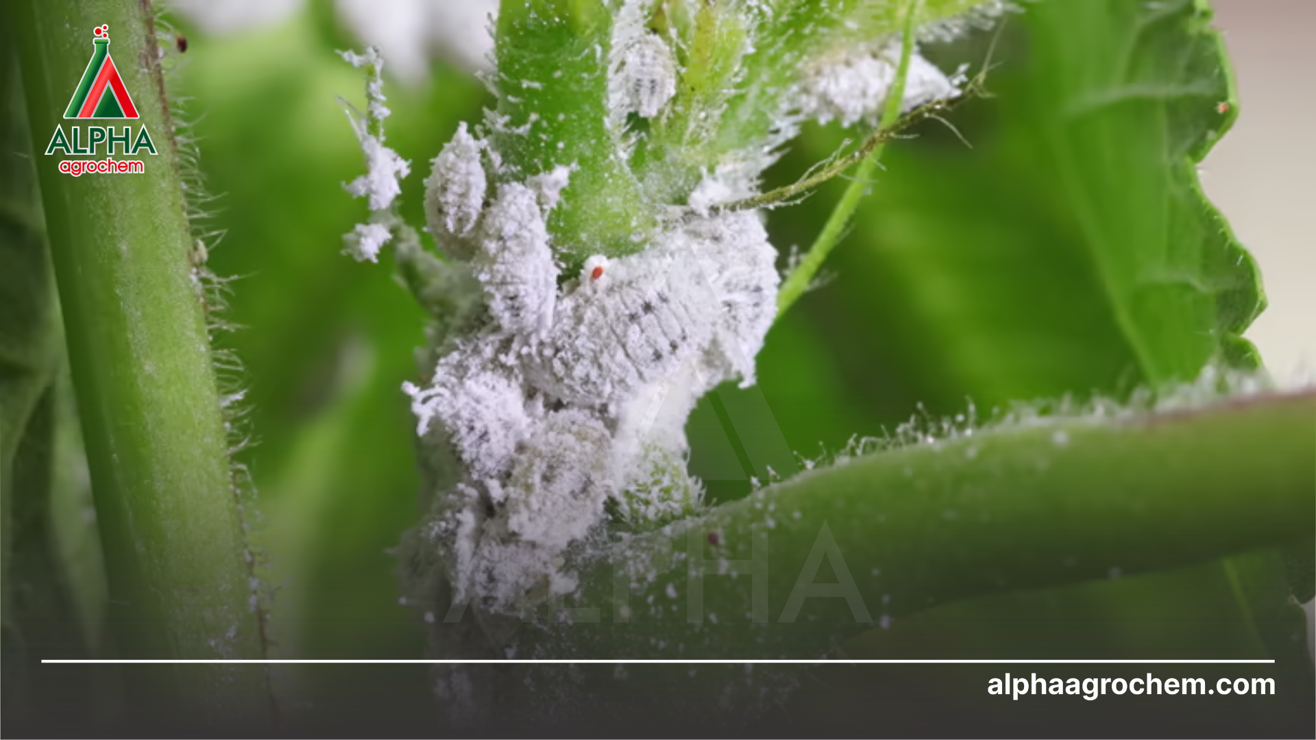 Các hoạt chất tiêu biểu có khả năng lưu dẫn 2 chiều