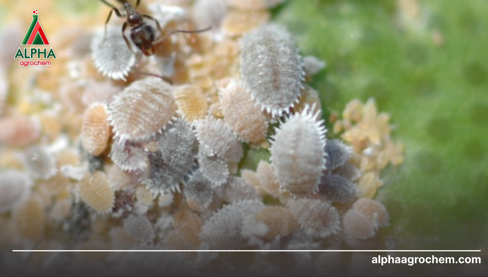 Các hoạt chất tiêu diệt rệp sáp hiệu quả