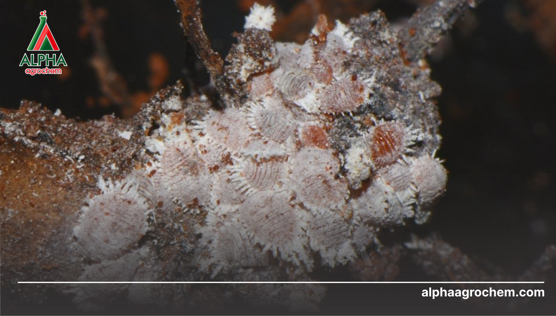 Các hoạt chất và tổ hợp điển hình trong phòng trừ rệp sáp rễ mùa khô