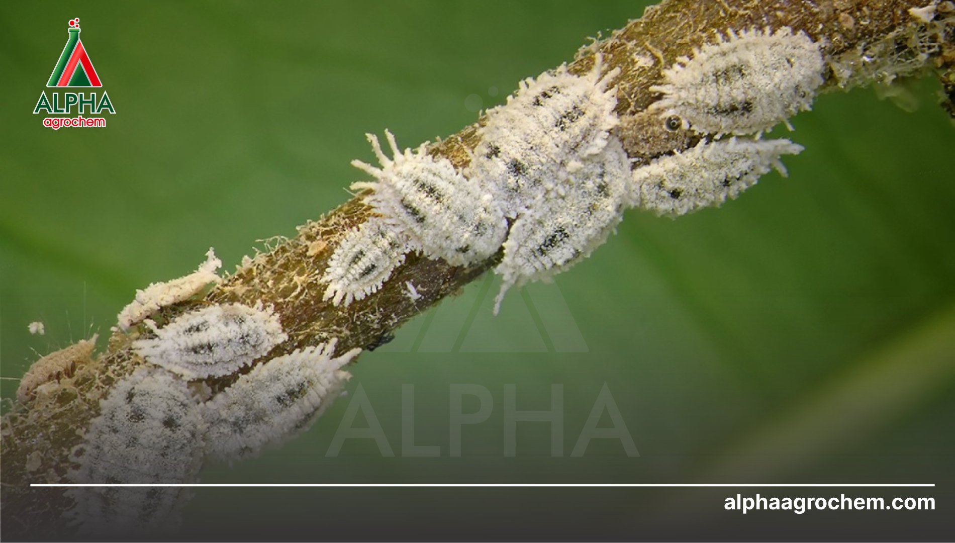 Các loại phụ gia và công nghệ hỗ trợ tiêu biểu tại Alpha Agroche