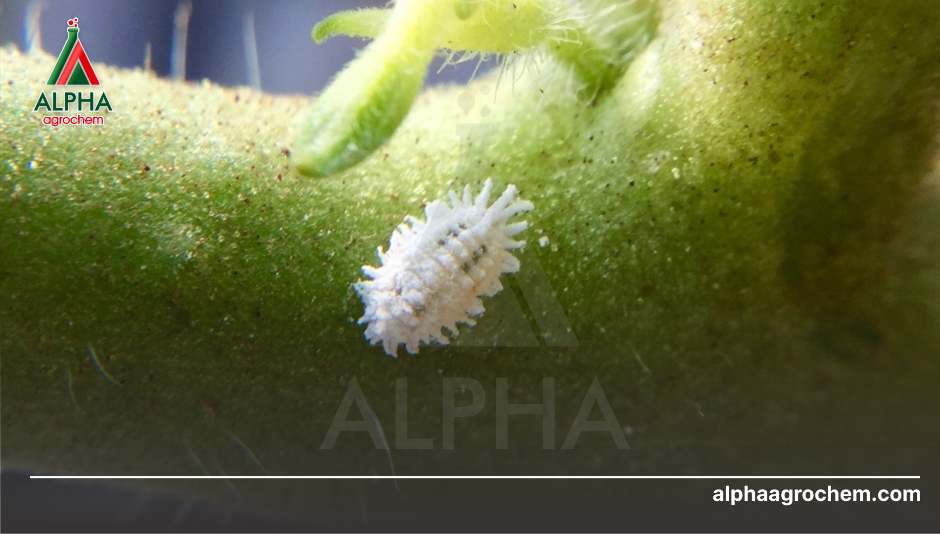 Cách chủ động phòng ngừa rệp sáp bền vững