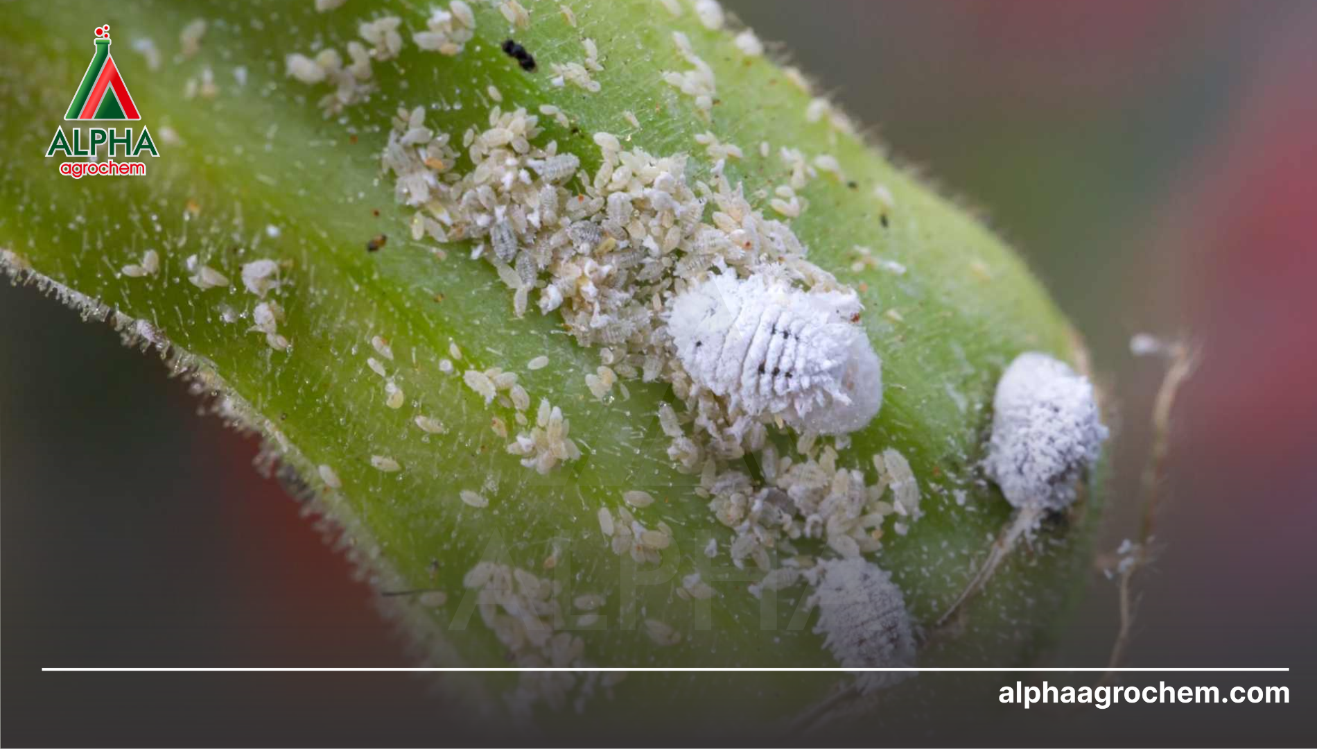 Câu hỏi thường gặp