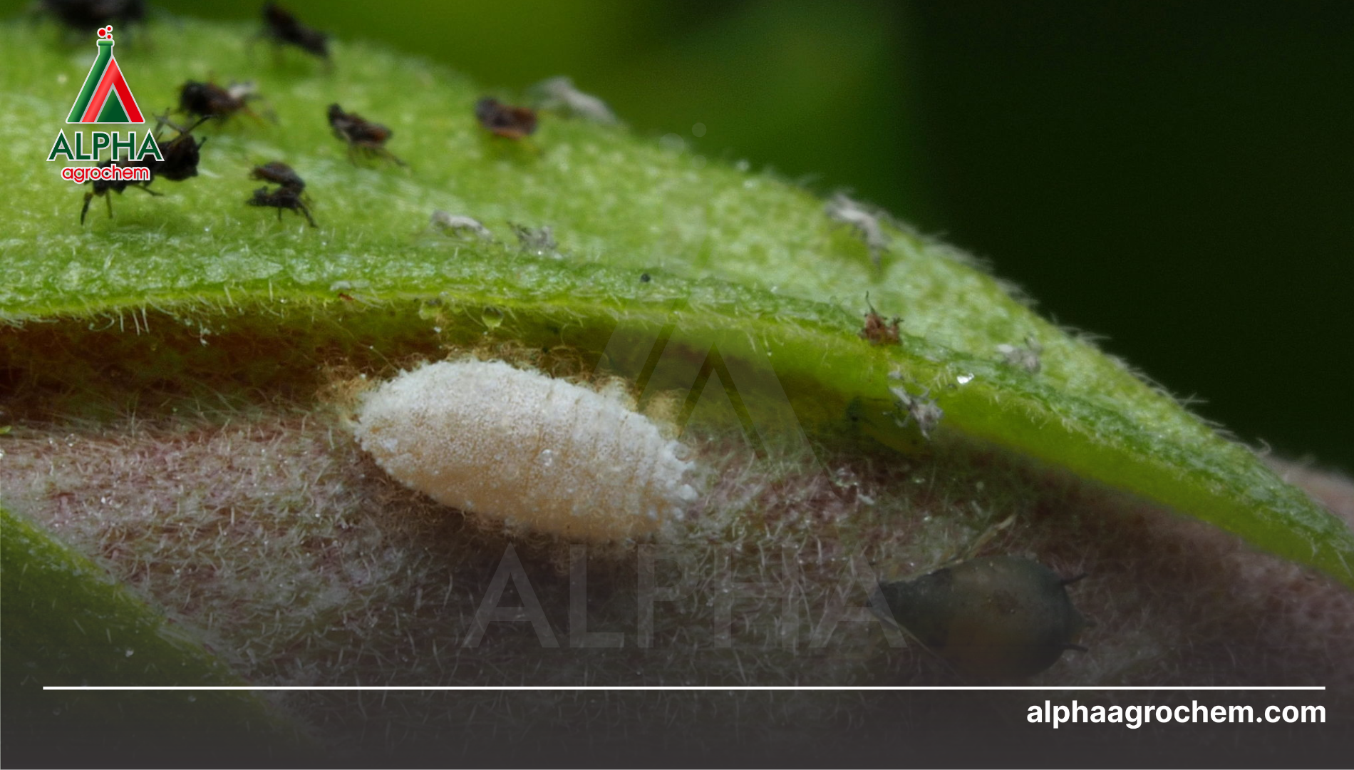 Câu hỏi thường gặp