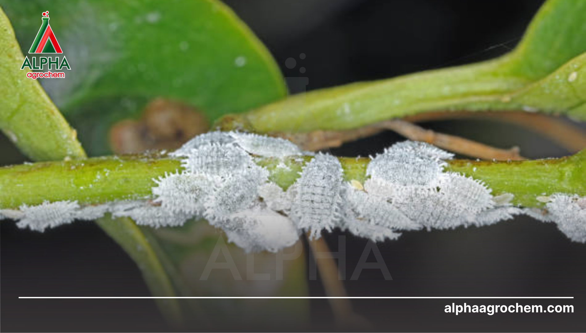 Câu hỏi thường gặp