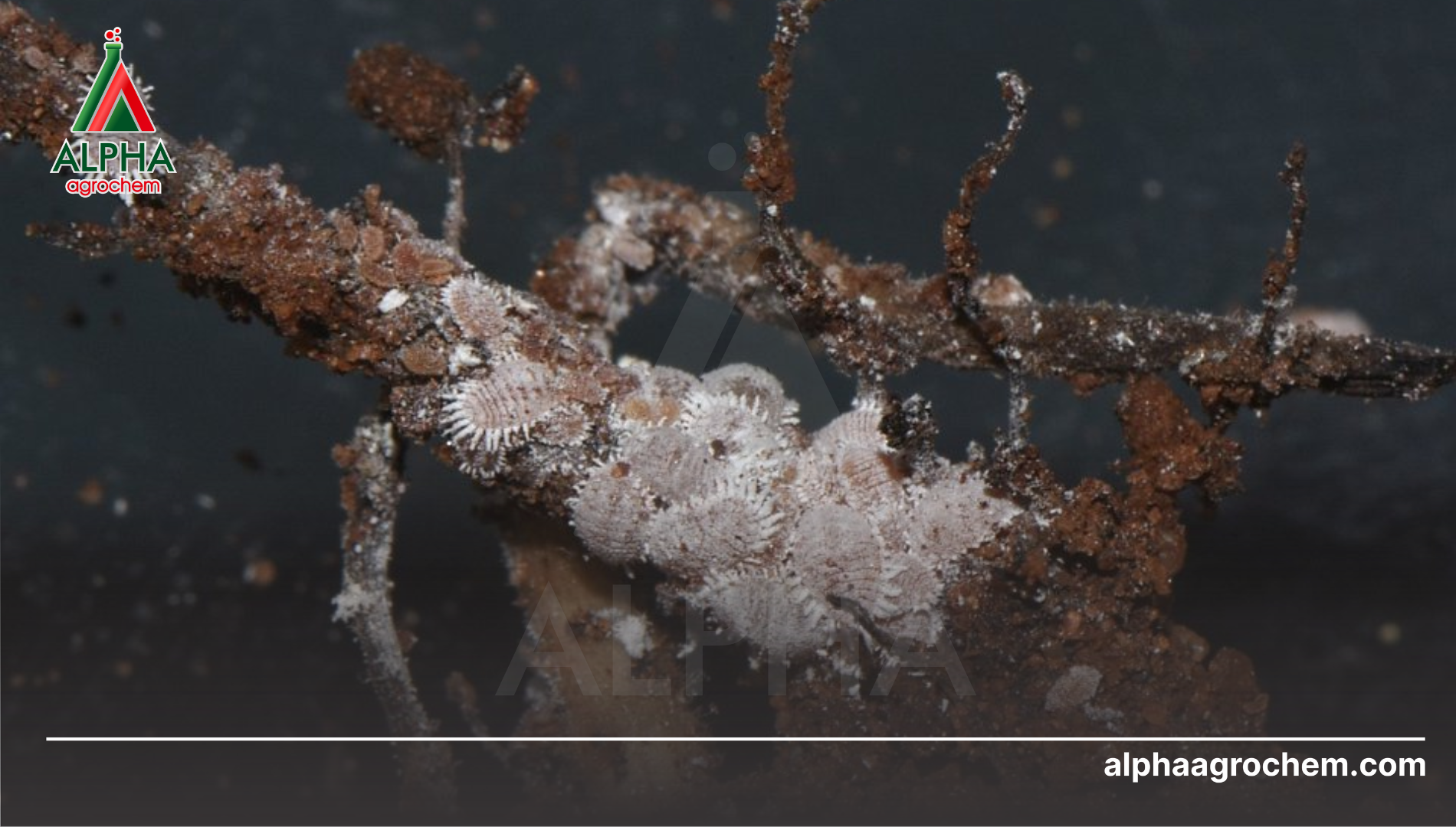 Câu hỏi thường gặp