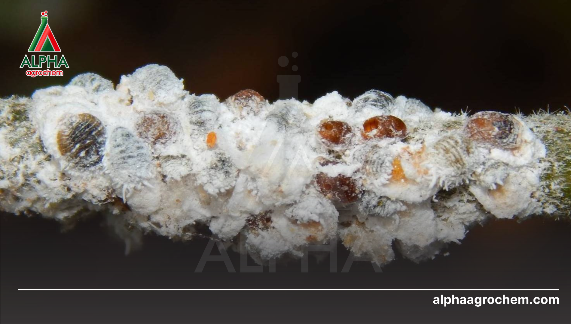 Câu hỏi thường gặp