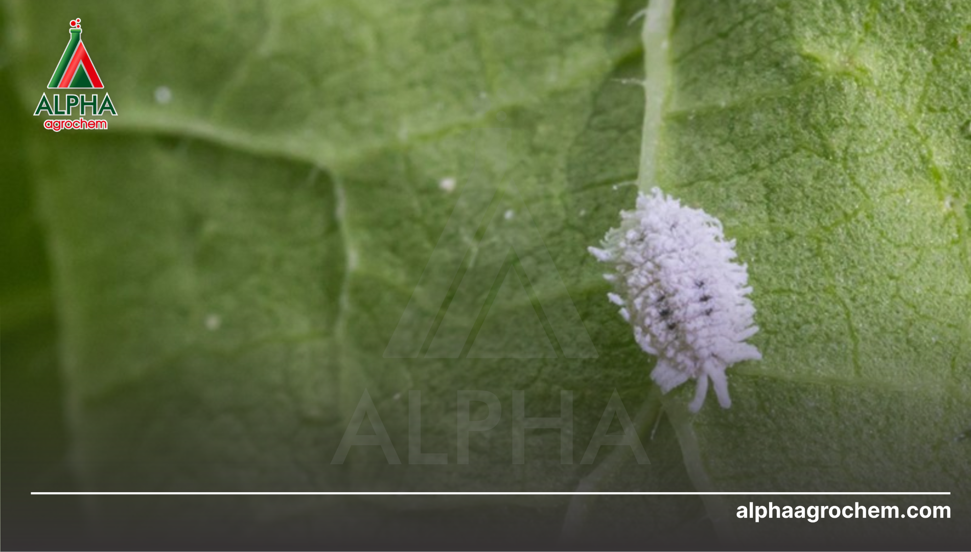 Câu hỏi thường gặp