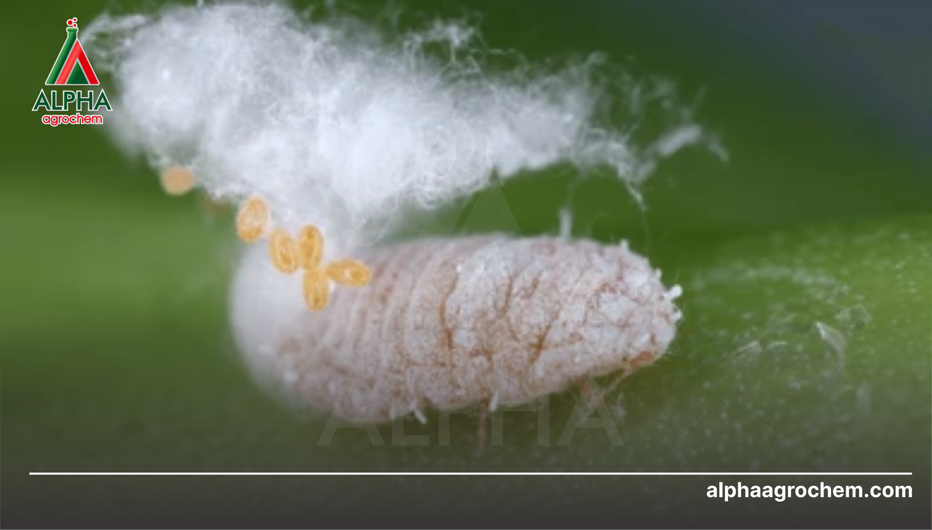 Câu hỏi thường gặp