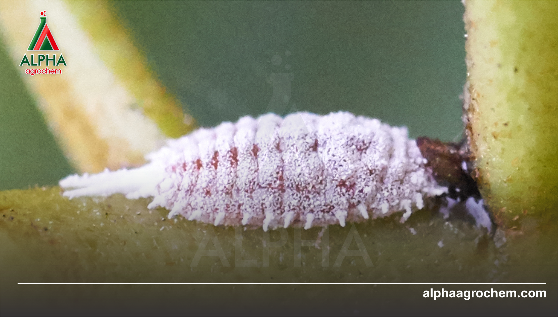 Câu hỏi thường gặp