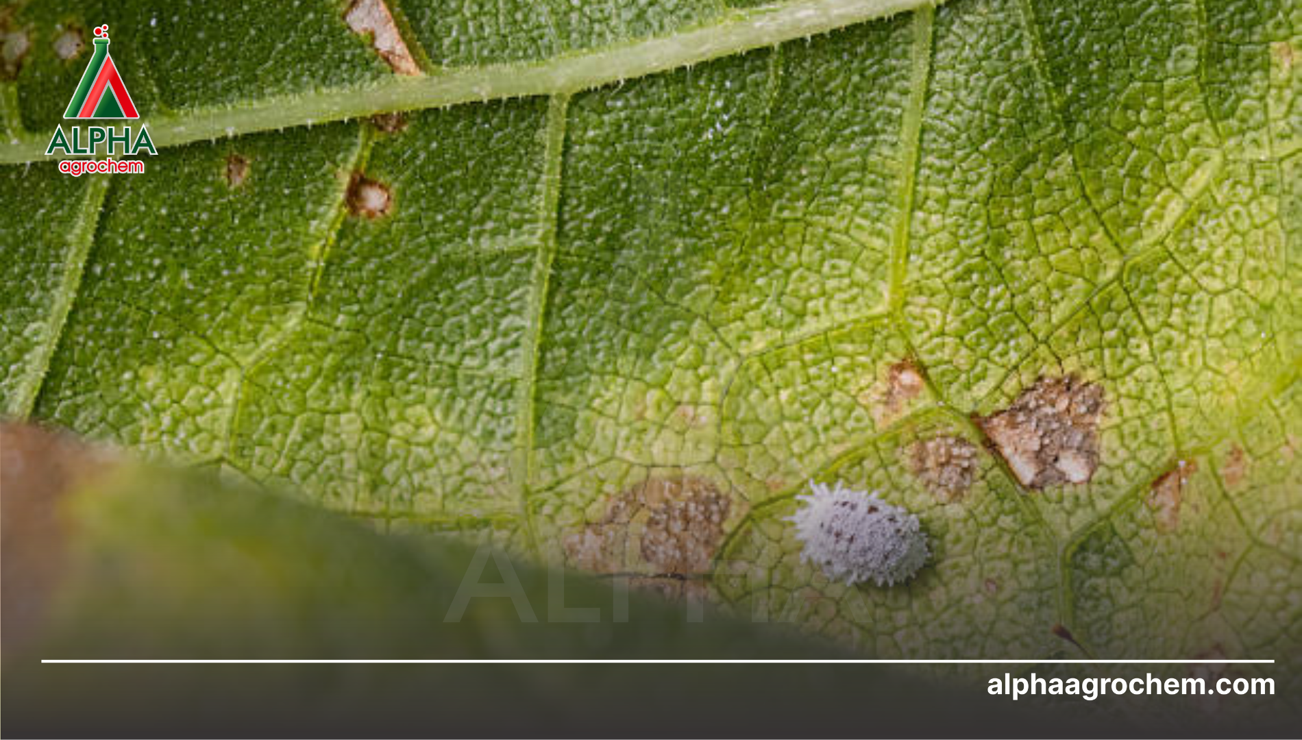 Câu hỏi thường gặp