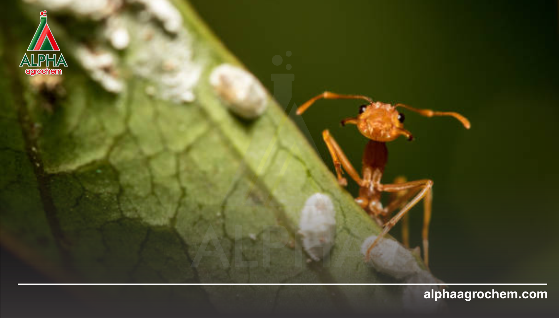 Câu hỏi thường gặp 