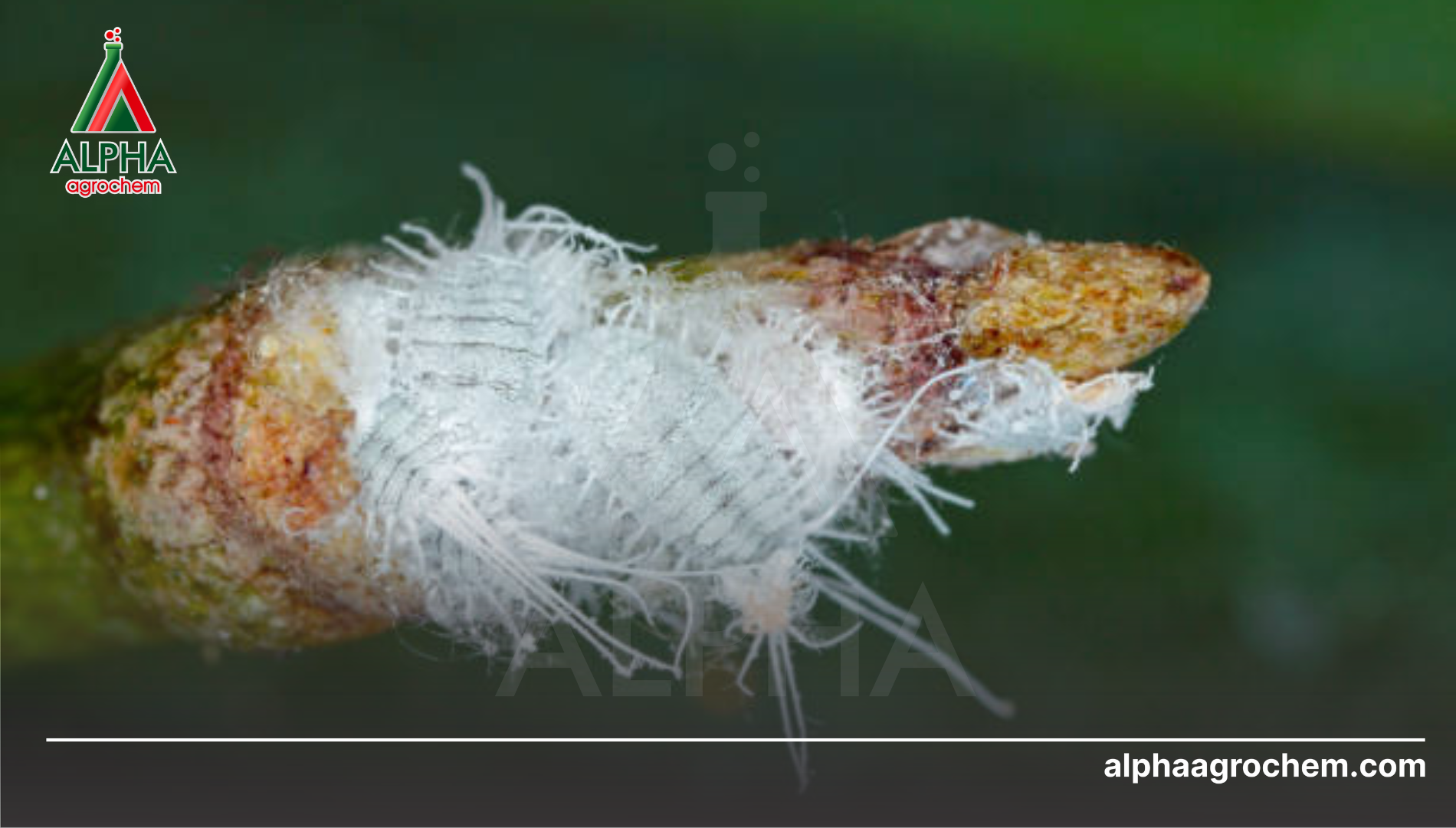 Câu hỏi thường gặp