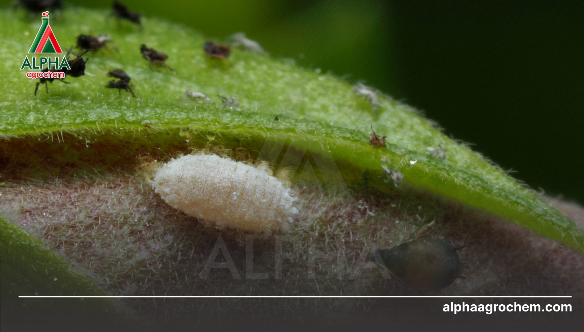 Câu hỏi thường gặp 