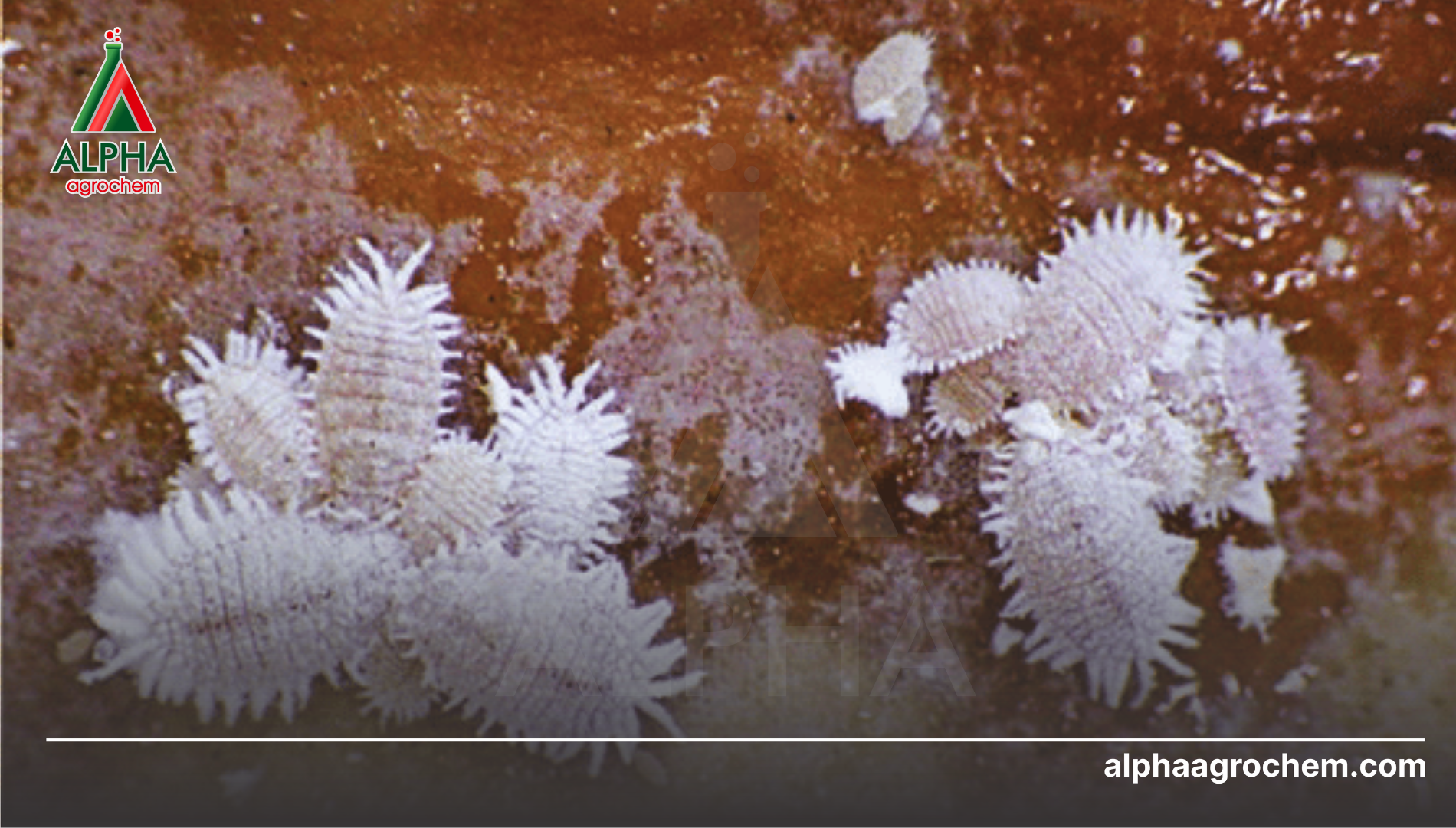 Câu hỏi thường gặp 