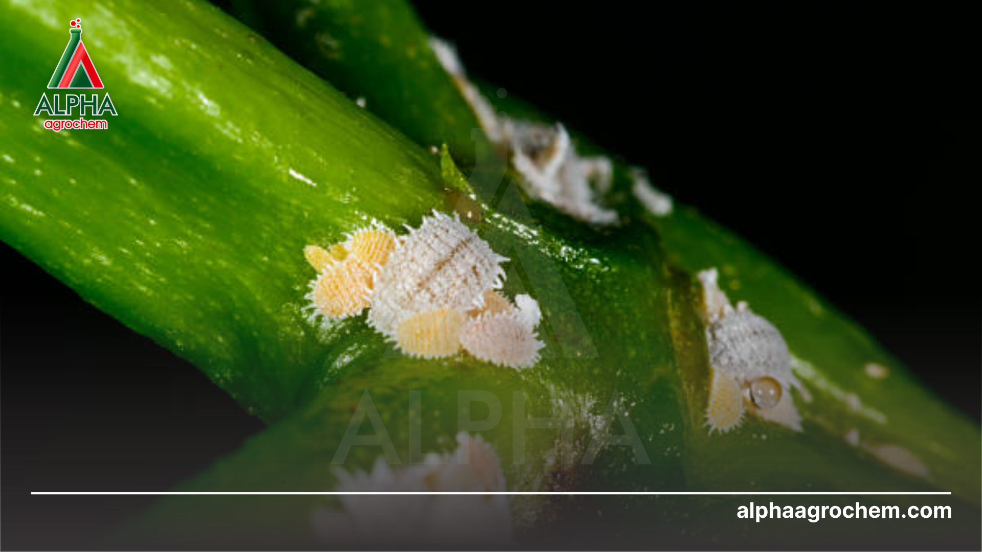 Câu hỏi thường gặp (FAQ)