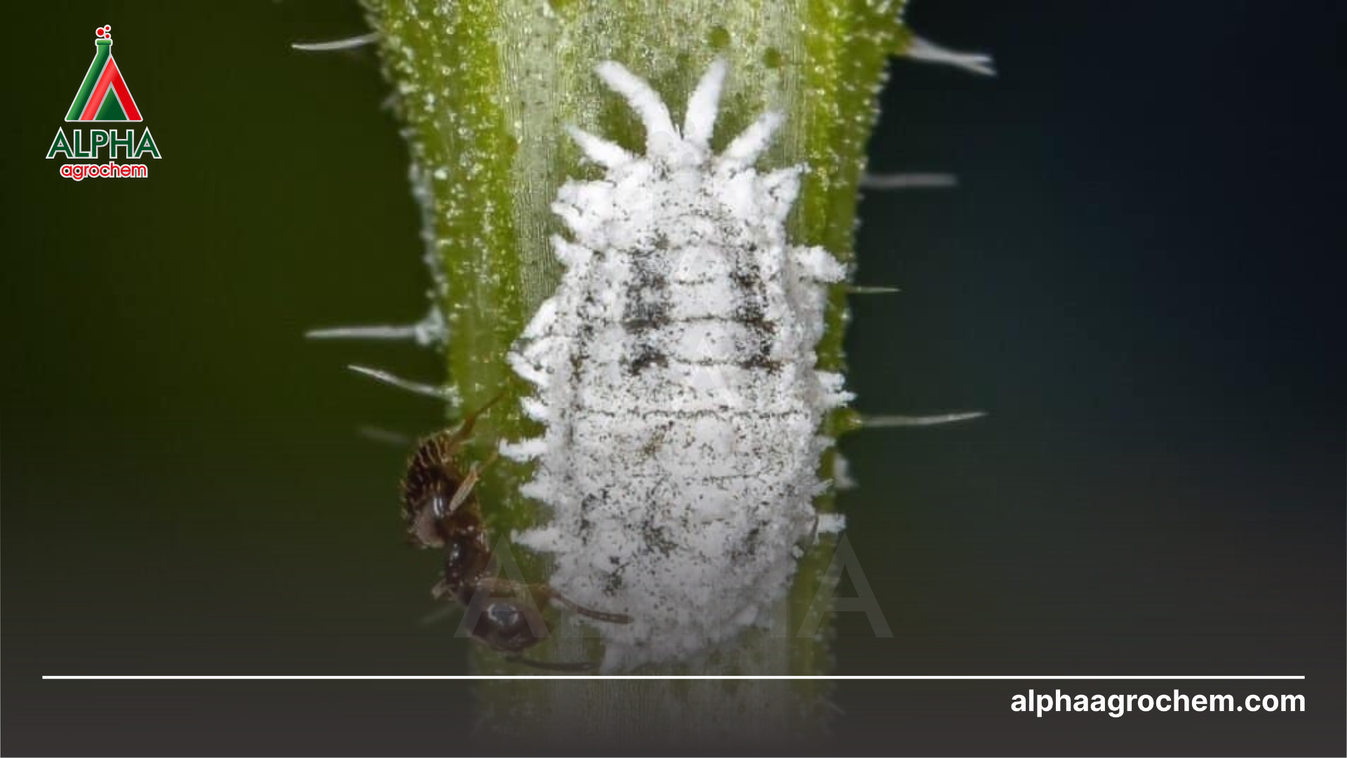 Câu hỏi thường gặp (FAQ)