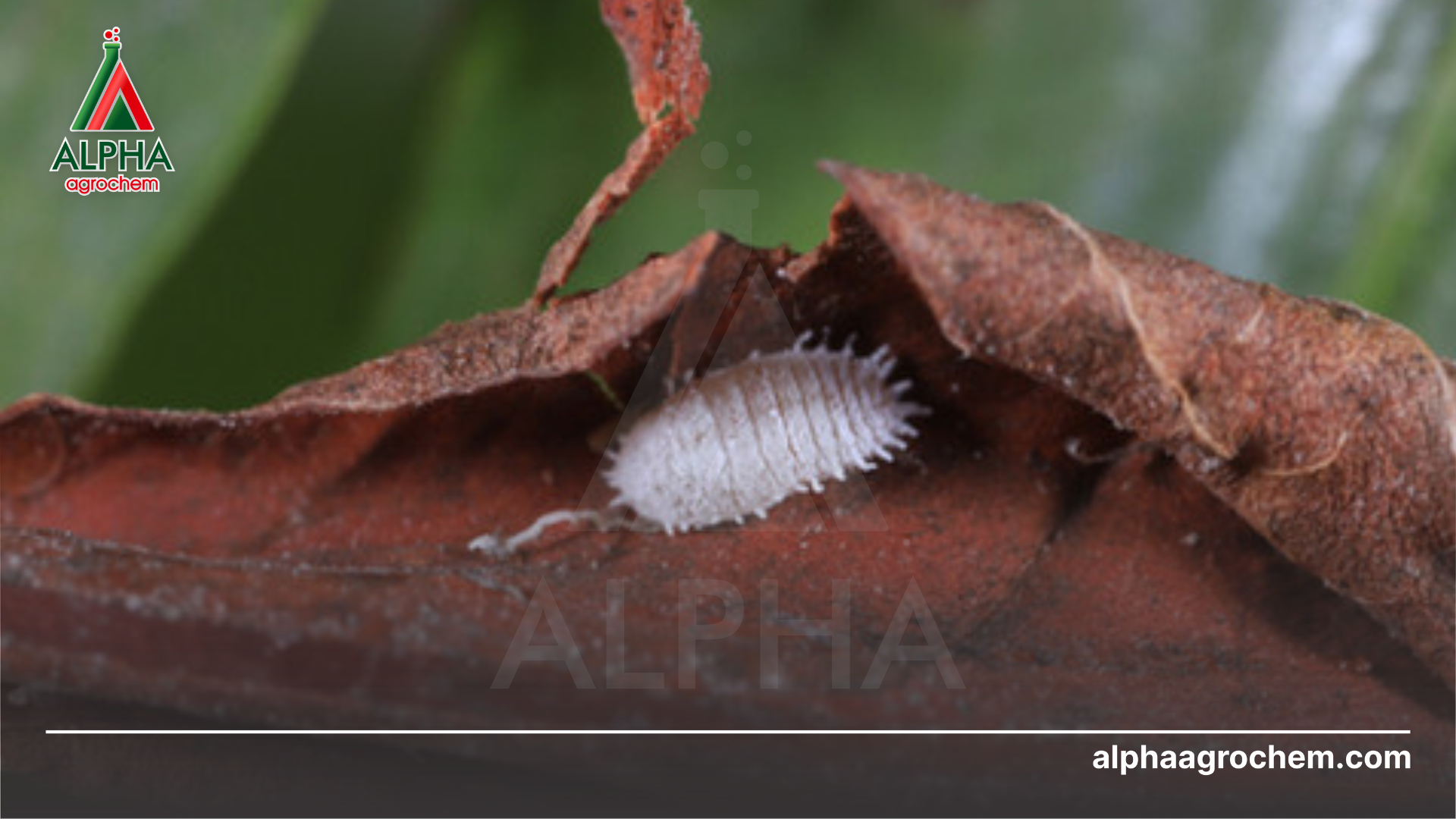 Câu hỏi thường gặp (FAQ)