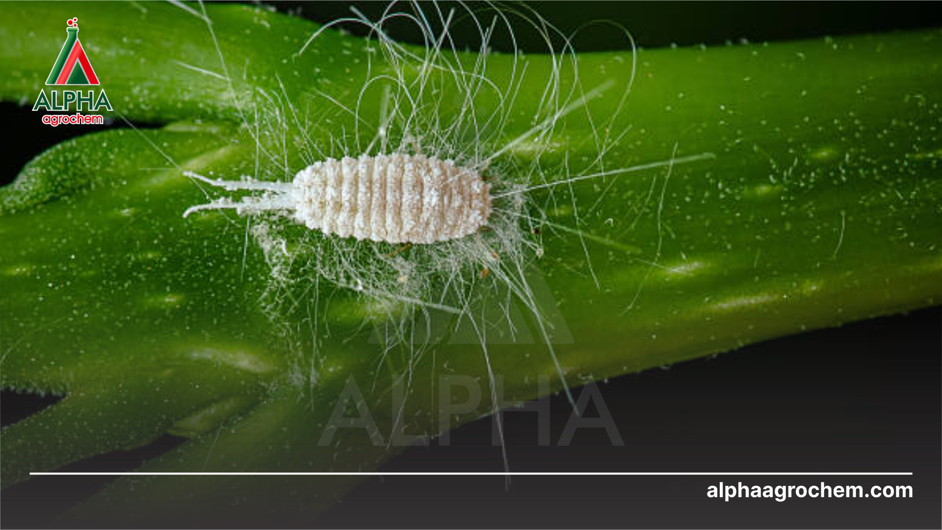 Câu hỏi thường gặp (FAQ)