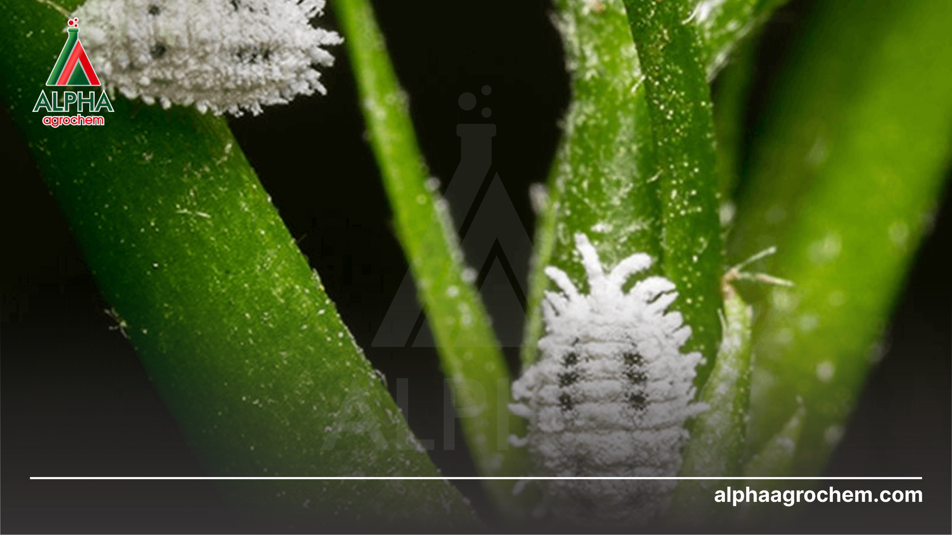 Câu hỏi thường gặp (FAQ)