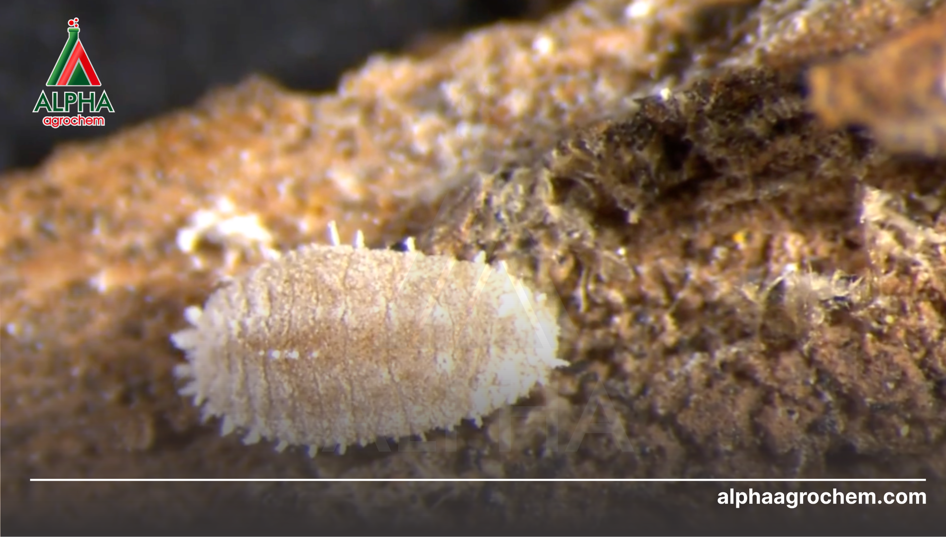 Câu hỏi thường gặp (FAQ)