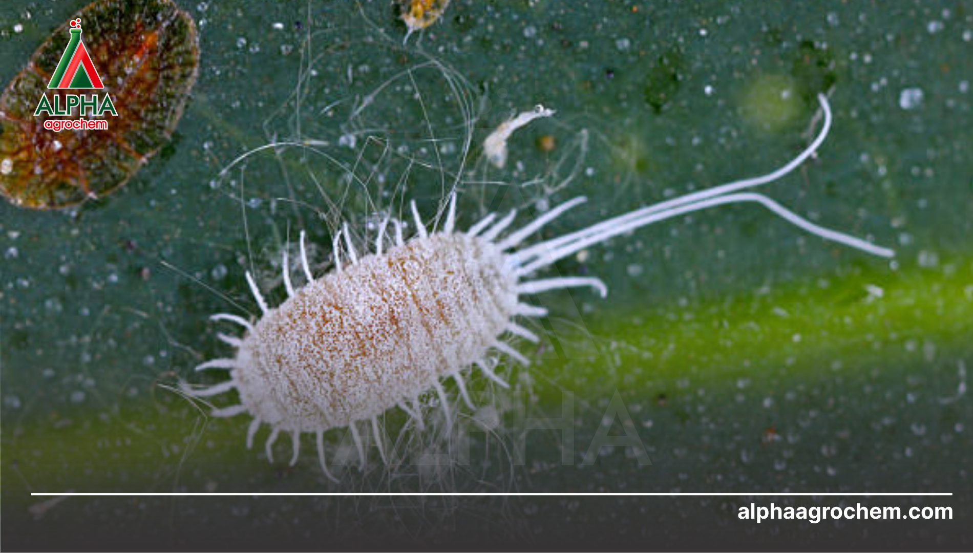 Câu hỏi thường gặp (FAQ)