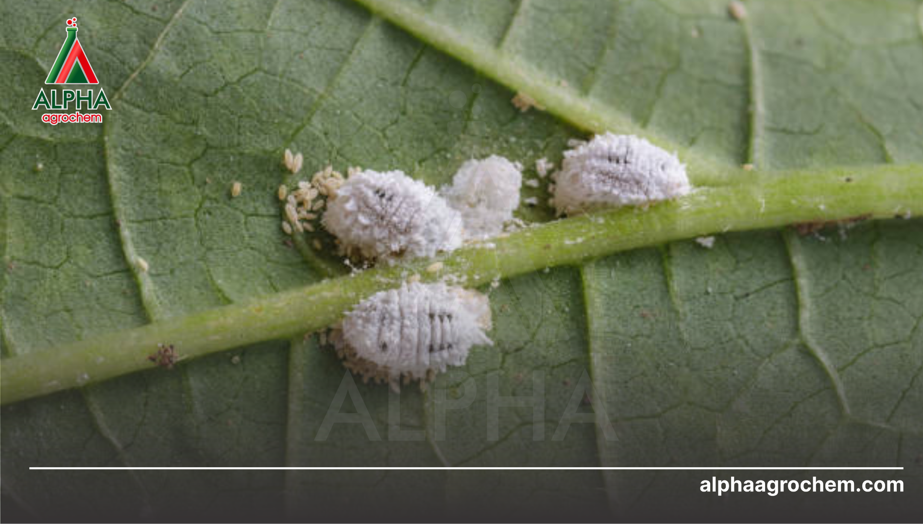 Câu hỏi thường gặp (FAQ)