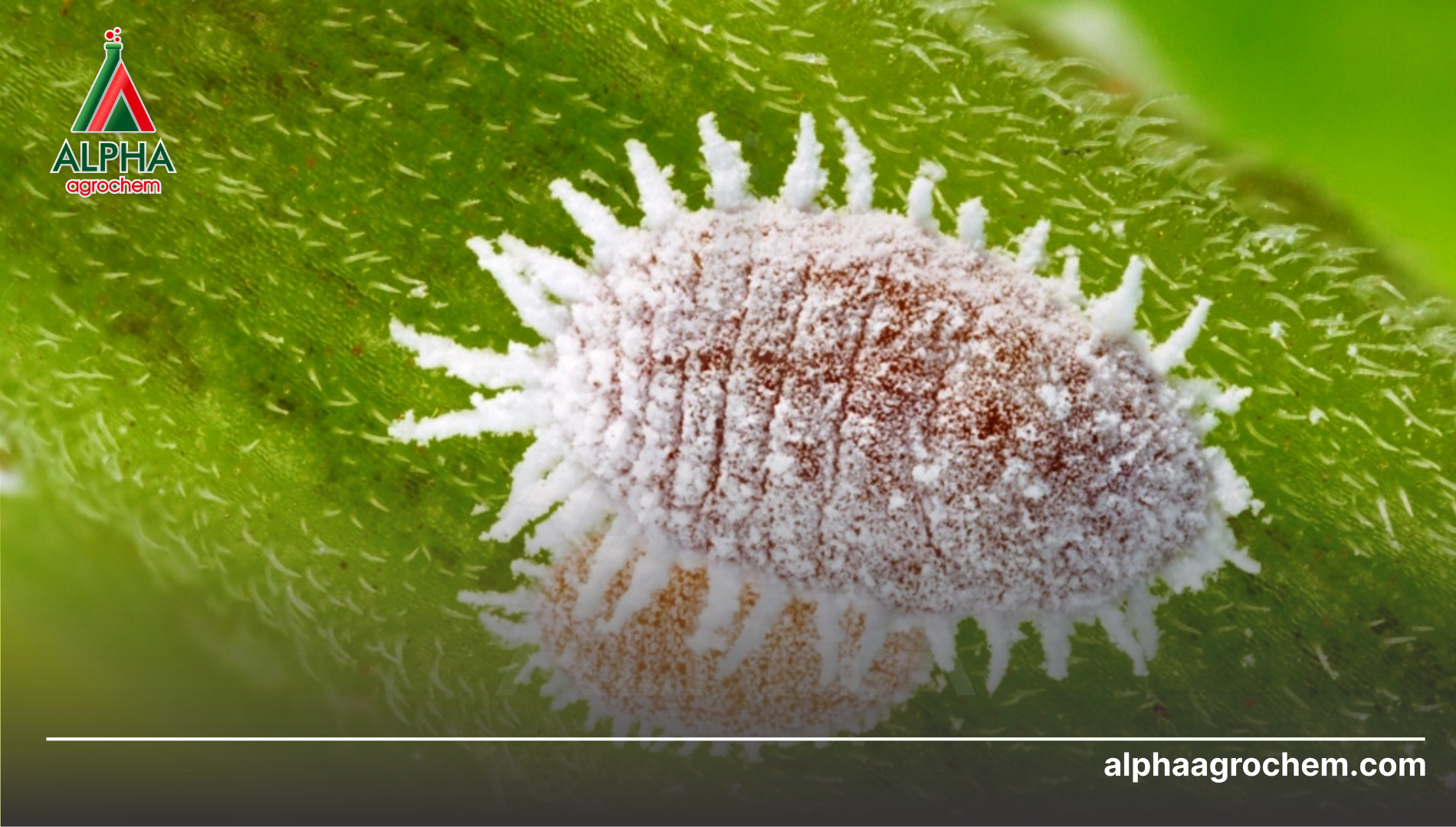 Câu hỏi thường gặp (FAQ)