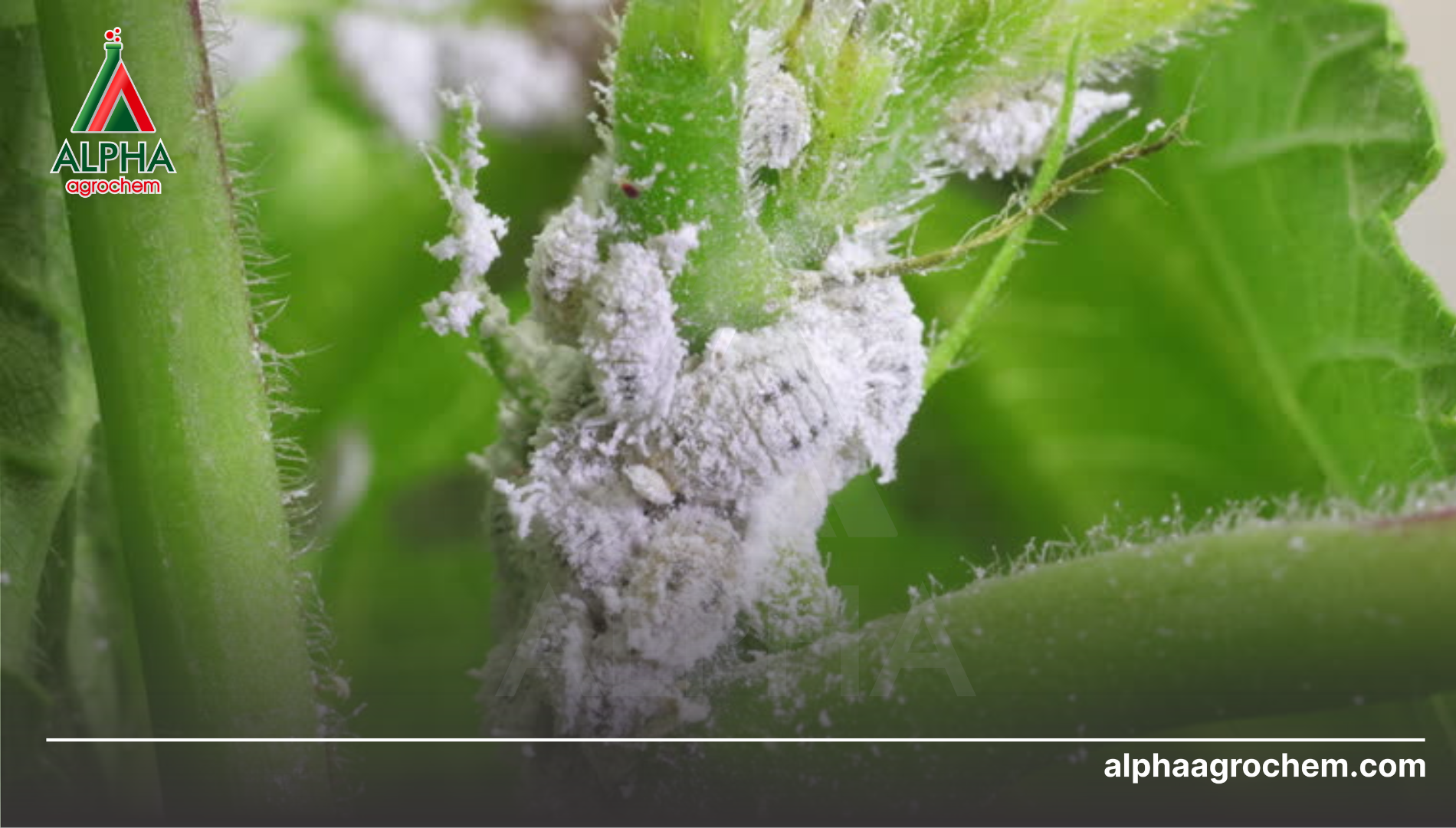 Câu hỏi thường gặp